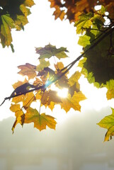 autumn leaves on the tree