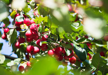 small red apples on the branches in sunny autumn day