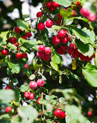 small red apples on the branches in sunny autumn day