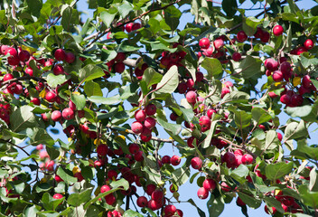 Many small red apples on the branches apple tree against blue sky background