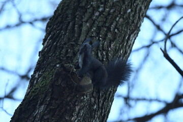Black squirrel Sciurus vulgaris sit on the tree