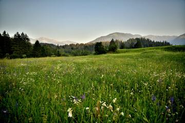 Eine idyllische Berglandschaft mit blühenden Wiesen 