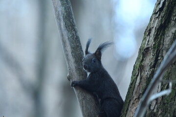 Black squirrel Sciurus vulgaris sit on the tree