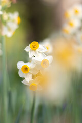 Naklejka na ściany i meble Gros plan sur un ensemble de fleurs de Narcisse au printemps
