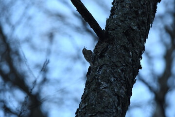 small bird singing common treecreeper (Certhia familiaris) on the tree