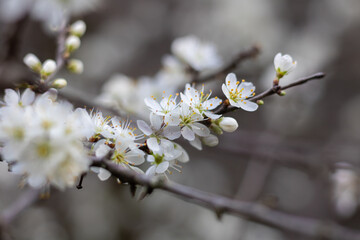 Gros plan sur des fleurs de pruniers (prunus spinosa) au printemps