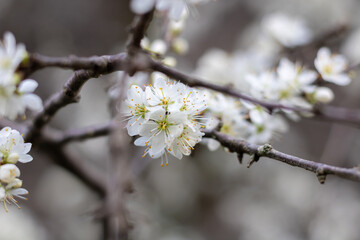 Gros plan sur des fleurs de pruniers (prunus spinosa) au printemps