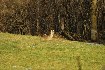 female roe deer rest on the meadow in sunny day