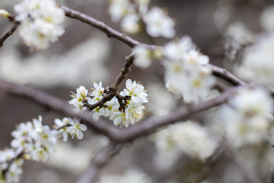 Gros plan sur des fleurs de pruniers (prunus spinosa) au printemps