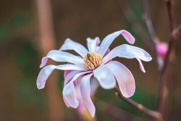 Gros plan sur une fleur de magnolia de loebner (Magnolia × loebneri Kache) au printemps © Ldgfr Photos