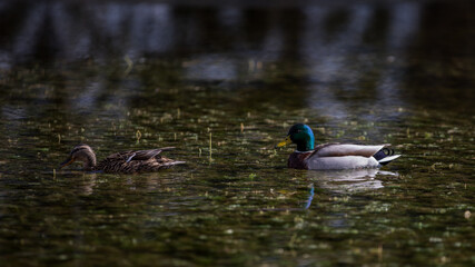 Zwei Enten im Teich