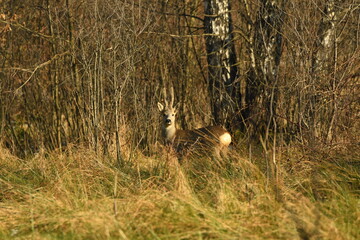 Male Roe deer (Capreolus capreolus) on the meadow with huge antlers