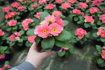Hand holds a pot with pink primrose and lots of blurred primroses are in a greenhouse. Spring flower sale