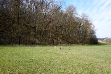Obraz na płótnie Canvas a group of greylag geese running in the grass along the forest