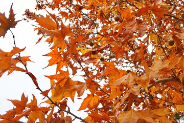 Autumn Leaves Against the White Sky in Color