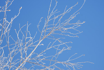 Winter scene. Background in blue tones. Branches of white birch in hoarfrost against the backdrop of a clear blue sky backlit by the bright sun.