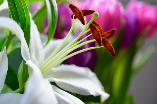 Flower Aesthetic. Close up macro photography of a white lily with magenta flowers in bokeh as a natural background. There is heavy pollen on the stamen, anther and filament