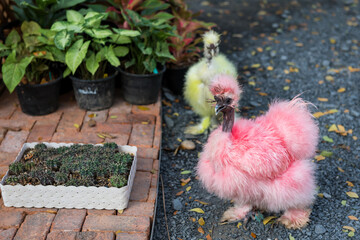 Chicken dyed by pink and yellow color in garden