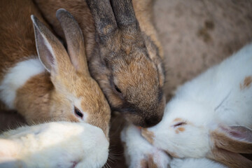Closeup young bunnys sleep near rabbit parent
