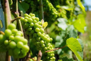 Green grapes growing in a vineyard at Kaiserstuhl, Germany. The grapes are illuminated by golden sunlight.