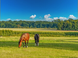 Fototapeta na wymiar horses graze in the field