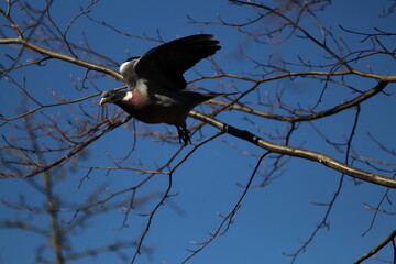Portrait of a pigeon flying with a twig in its beak that will be used to build a nest.