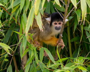 Black capped squirrel monkey