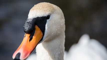 Obraz premium Kopf von einem Höckerschwan