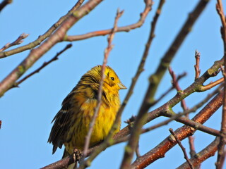 trznadel na gałązce