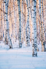 White birch forest covered with white snow against beautiful sunset in winter