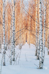 White birch forest covered with white snow against beautiful sunset in winter
