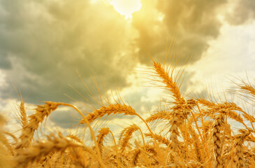 Wheat ears and sky - 418756118
