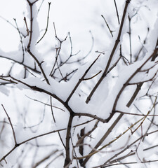 Fototapeta na wymiar White snow on the branches of the trees. Winter day