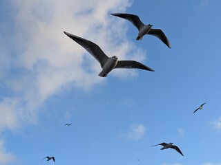 Black-Headed Seagull Flock in Winter at Arnside 1
