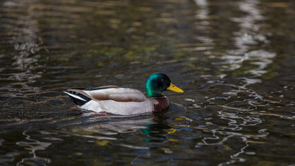 Ente im Wasser