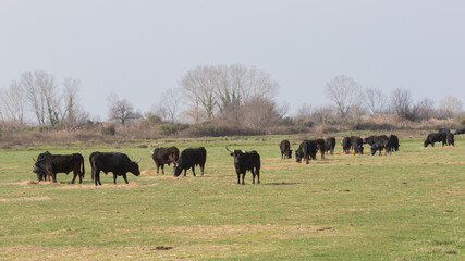 Manade de taureaux en Camargue.