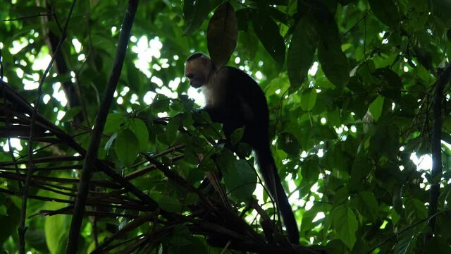 capuchin monkey searching food between leaves foliage natural environment Costa Rica
