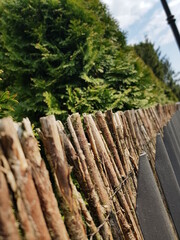 Fototapeta premium Zdjęcie