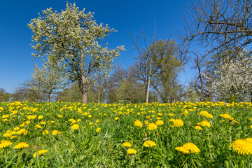 Beautiful flower meadow with green grass, dandelion flowers and trees in spring