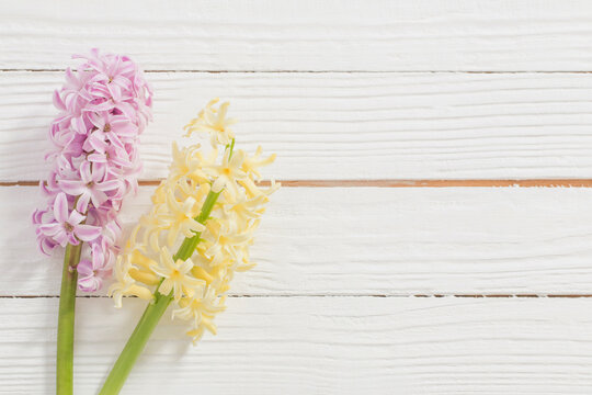 two hyacinths on white wooden background