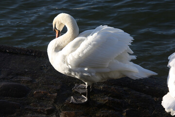 Cygne blanc au soleil du matin