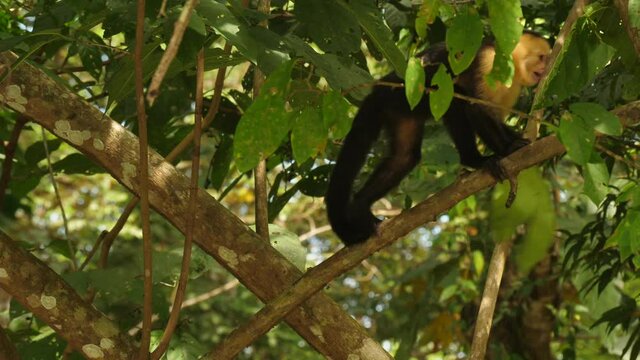 Cute Colombian white-faced capuchin eating berries on a branch Costa Rica wildlife
