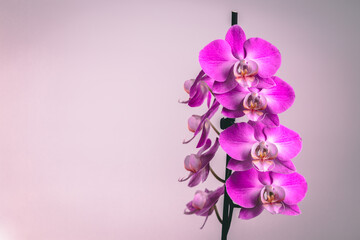 Orchidaceae - orchid flower. 
Beautiful pink and white phalaenopsis - orchid. 
