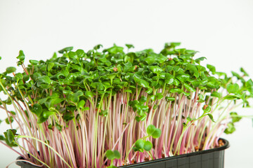 Microgreens are vegetable greens harvested just after the cotyledon leaves have developed.