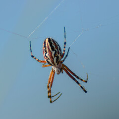 spider on a web