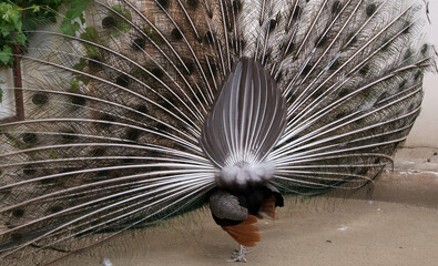 Obraz premium Indian peacock or blue peacock (Pavo cristatus), a beautiful bird with brightly colored plumage. A peacock with a loose tail, the back side of the feathered.