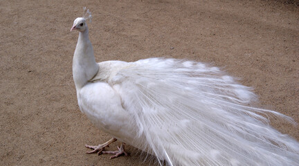 A white peacock with its tail folded stands on a gravel path