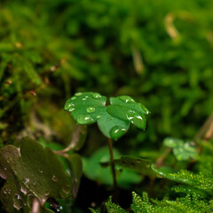 rain drops on a leaf