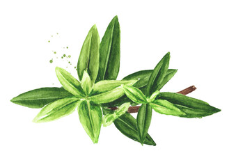 Myrtle branch with fresh scented leaves. Watercolor hand drawn illustration, isolated on white background