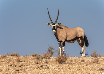 Antelope on the desert ridge watching out for predators in the grass
